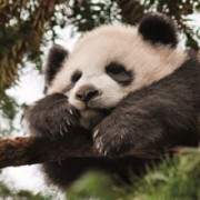 Disappointment Panda Disappointment Panda